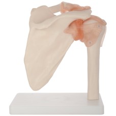 Apex Shoulder Joint Anotomical Model 